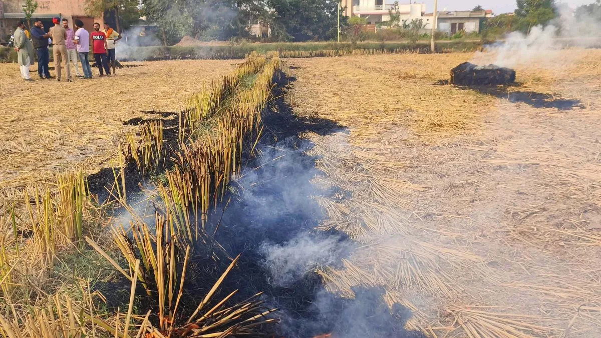 Punjab stubble burning, Stubble burning reduction 2025- India TV Hindi