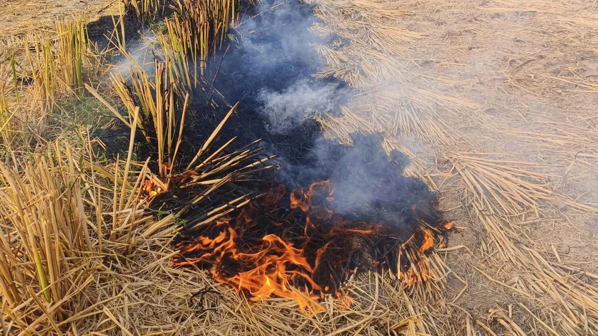 Stubble burning- India TV Hindi