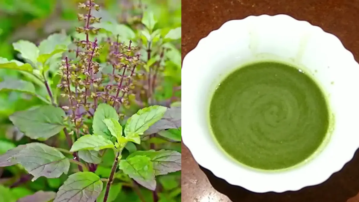 तुलसी के पत्ते या जूस क्या है फायदेमंद- India TV Hindi