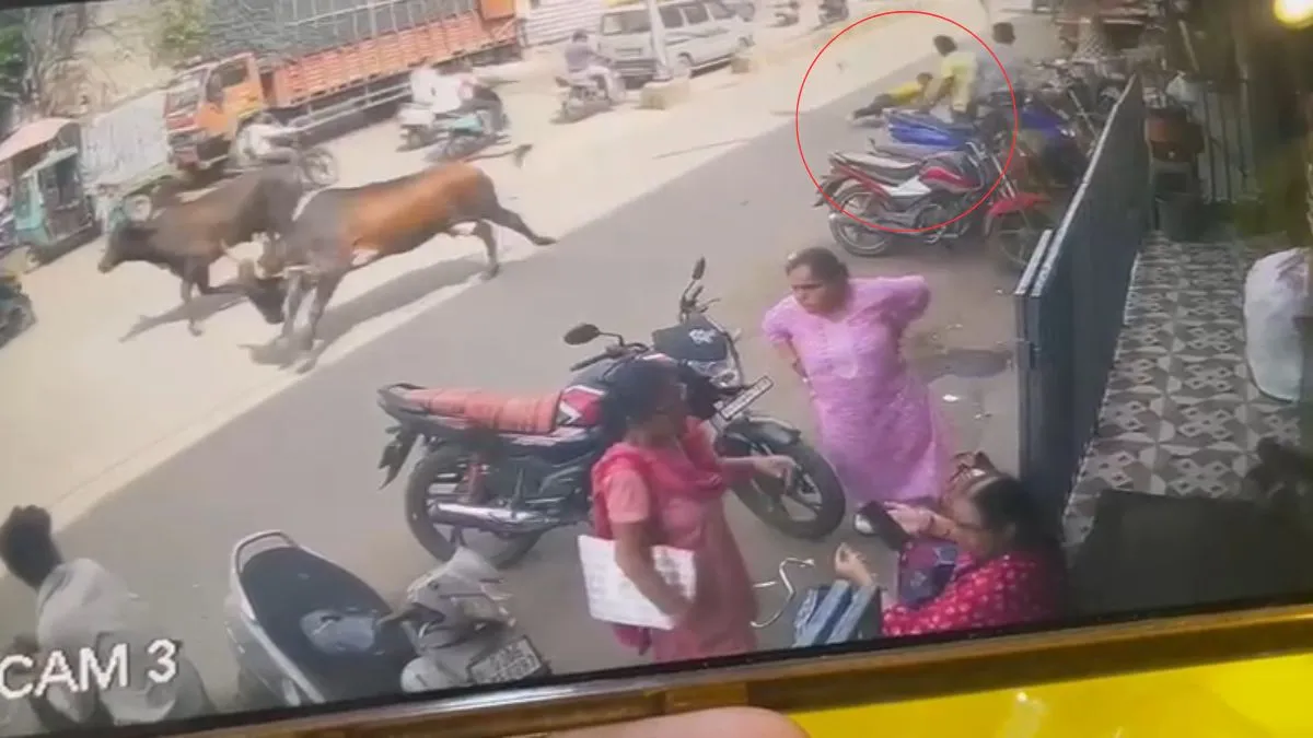 गाय ने आधे किलोमीटर तक घसीटा।- India TV Hindi