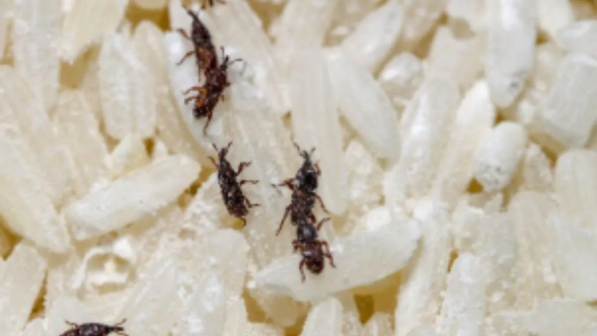 Tips To Remove Rice Worms- India TV Hindi