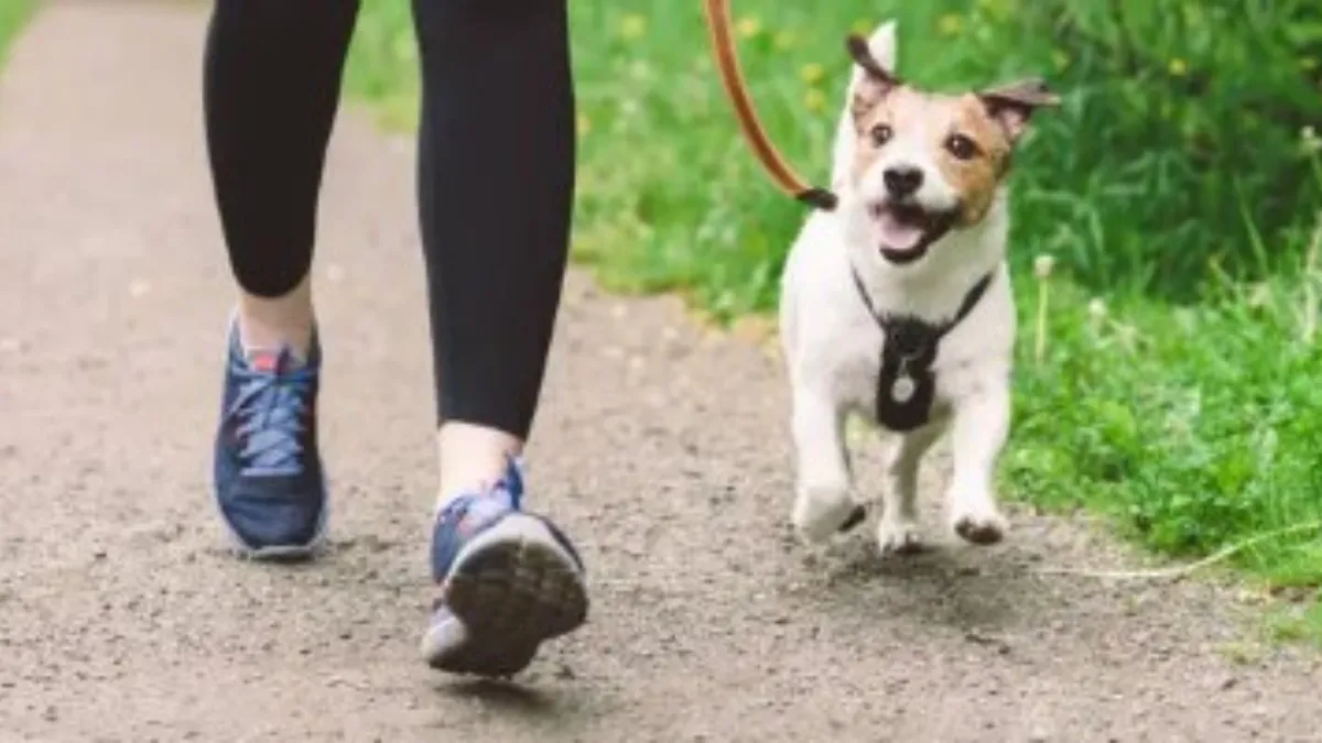 प्रतीकात्मक फोटो- India TV Hindi