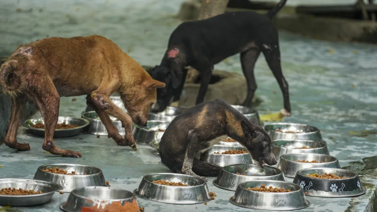 Dogs- India TV Hindi