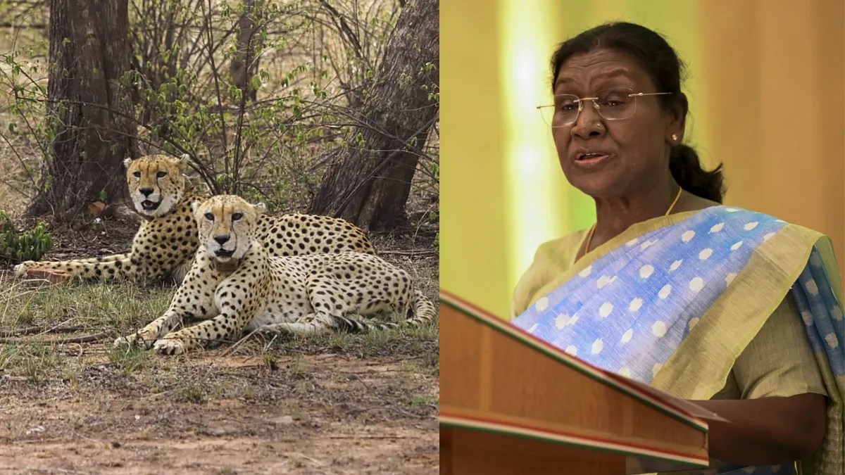 india cheetah botswana president droupadi murmu- India TV Hindi