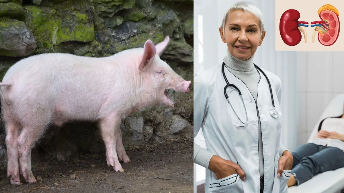 pig kidney transplant- India TV Hindi