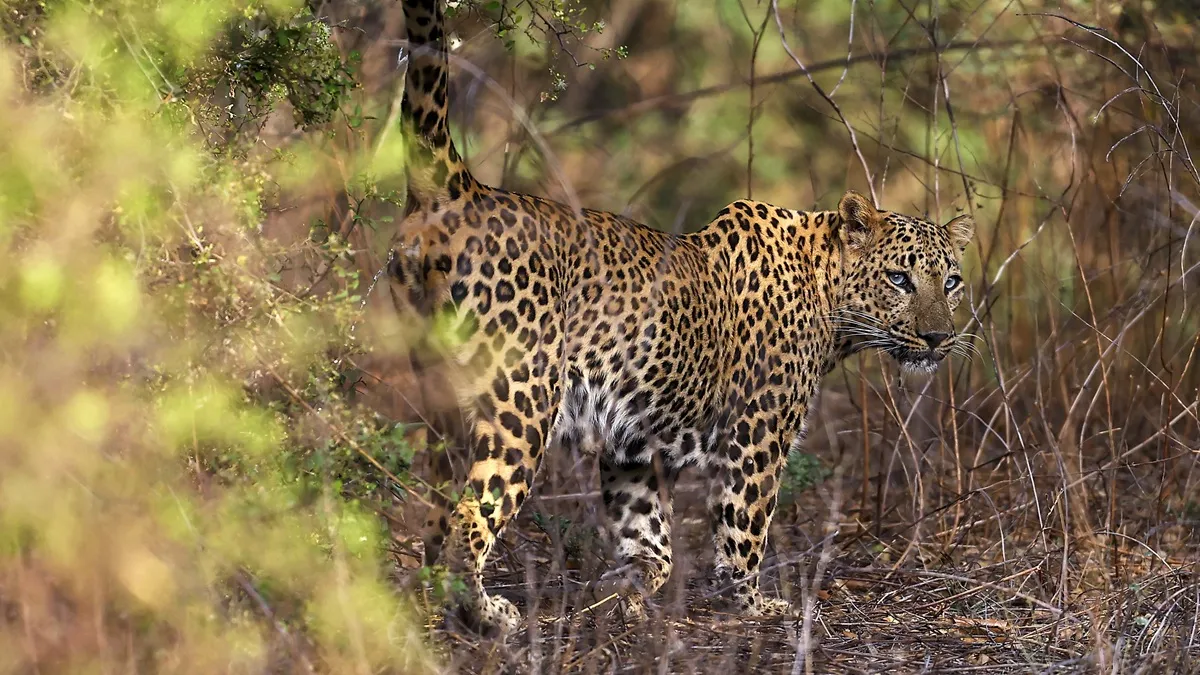leopard attack- India TV Hindi