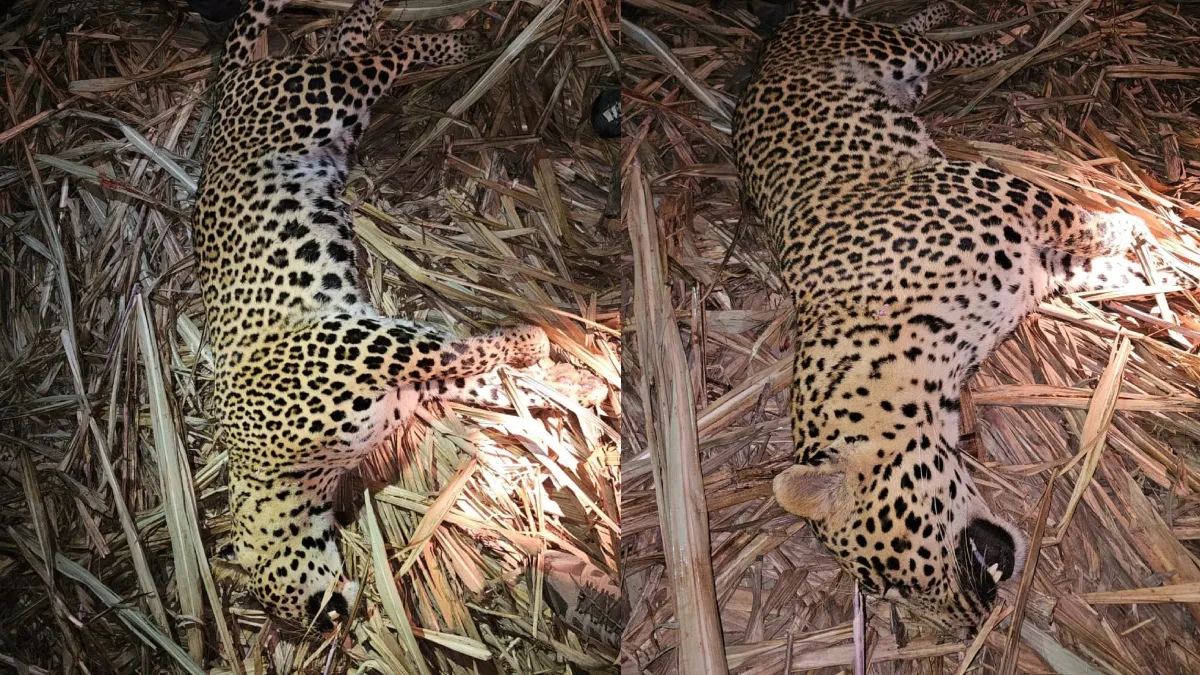 Maharashtra pune leopard killed- India TV Hindi