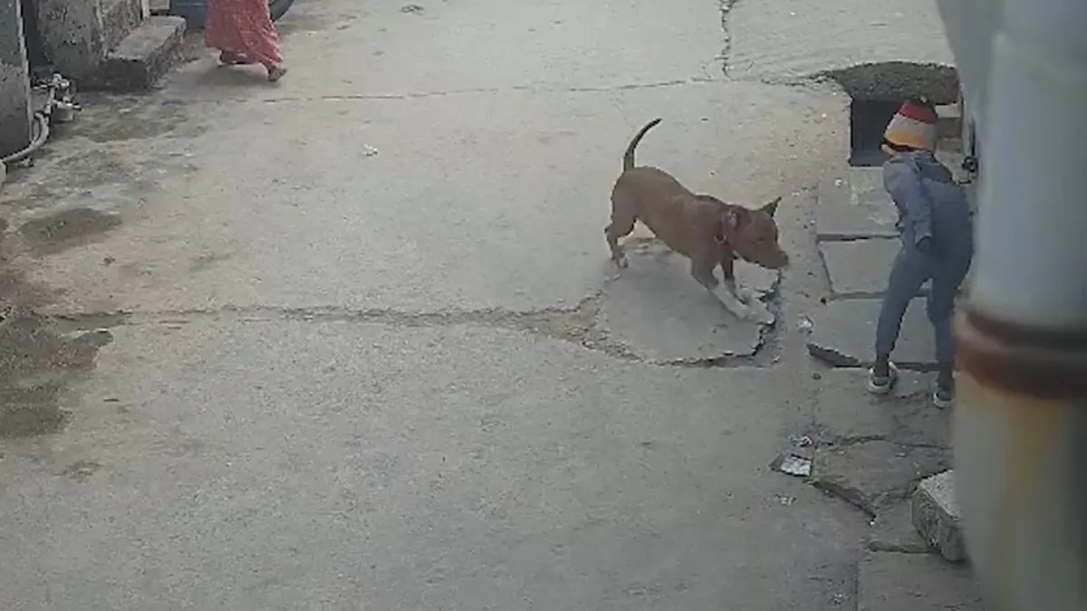 पिटबुल ने बच्चे पर किया हमला- India TV Hindi