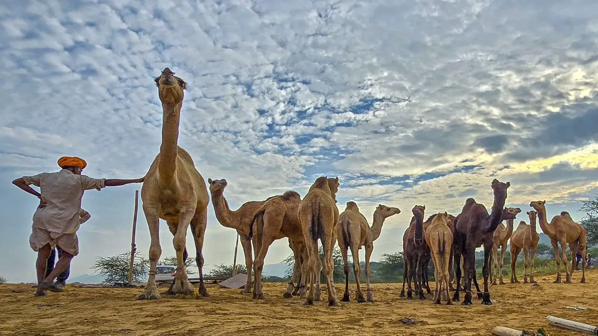 rajasthan weather forecast- India TV Hindi