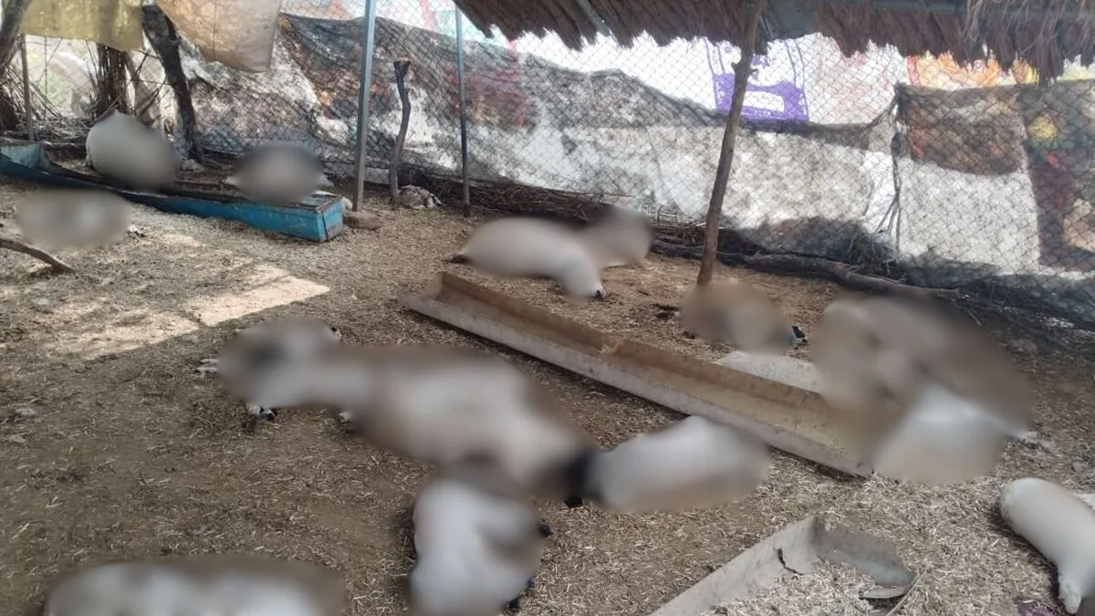 sheep killed- India TV Hindi