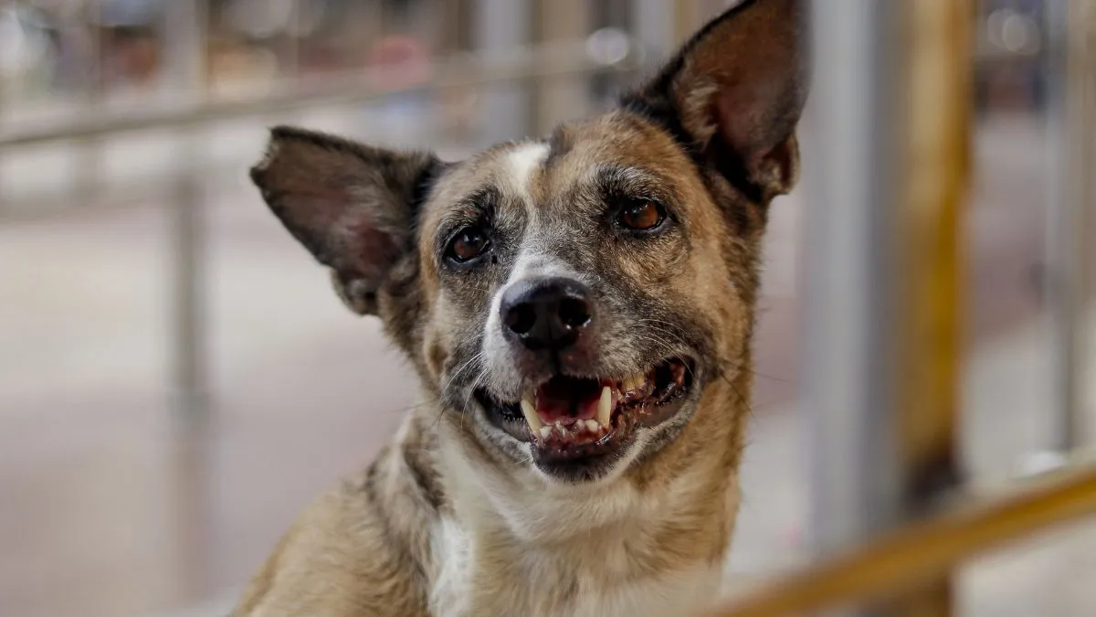 Karnataka dog attack compensation, stray dog policy India, dog bite deaths Karnataka- India TV Hindi