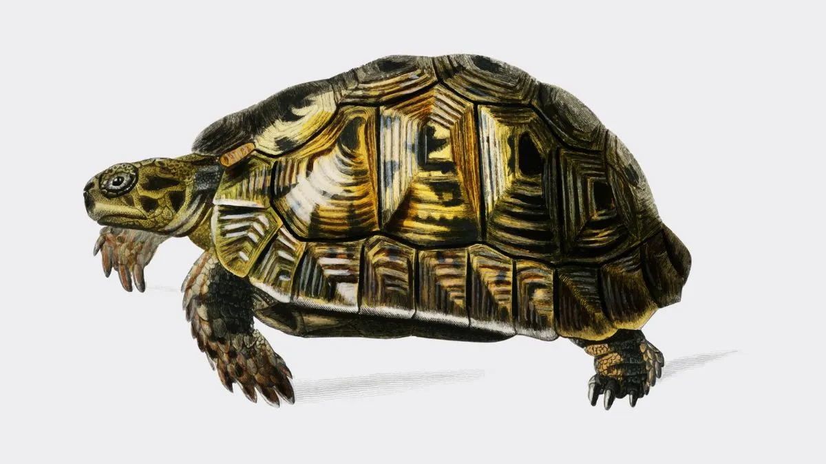 Turtle Benefits at home- India TV Hindi