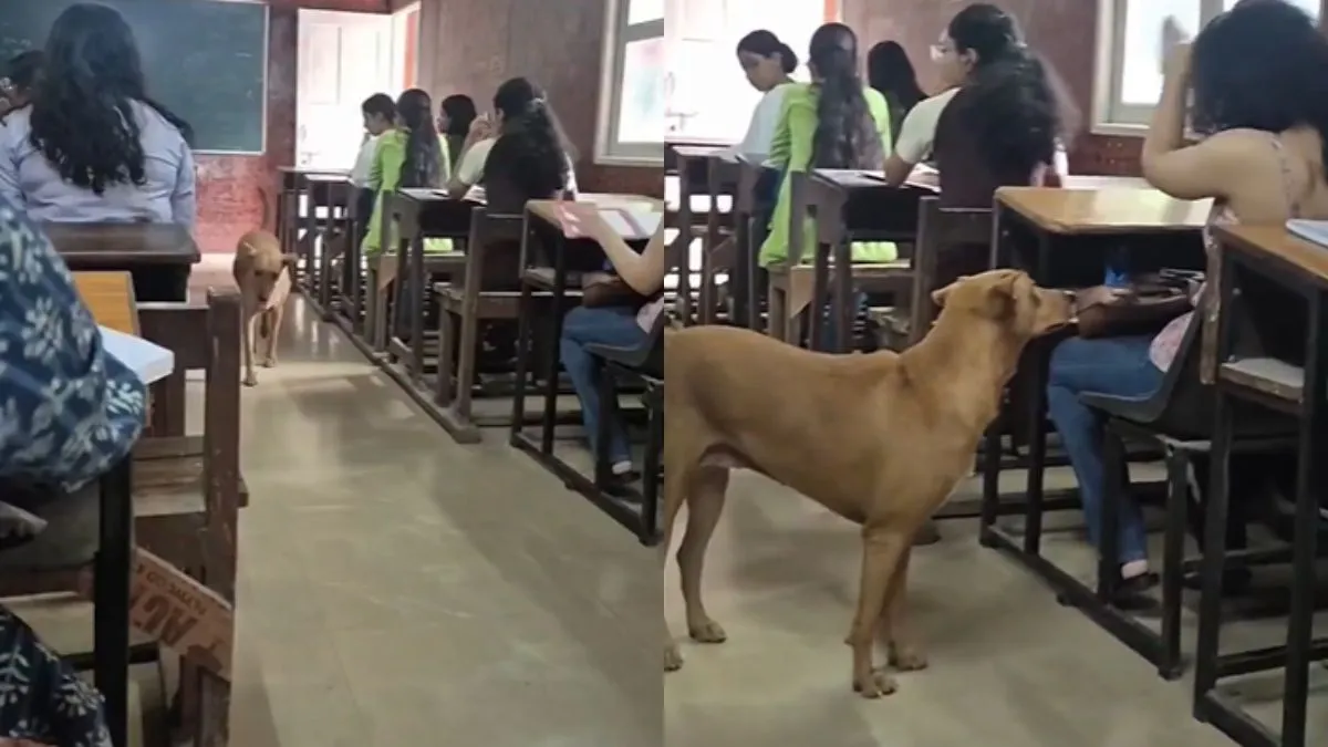 Viral video, viral news, trending video- India TV Hindi