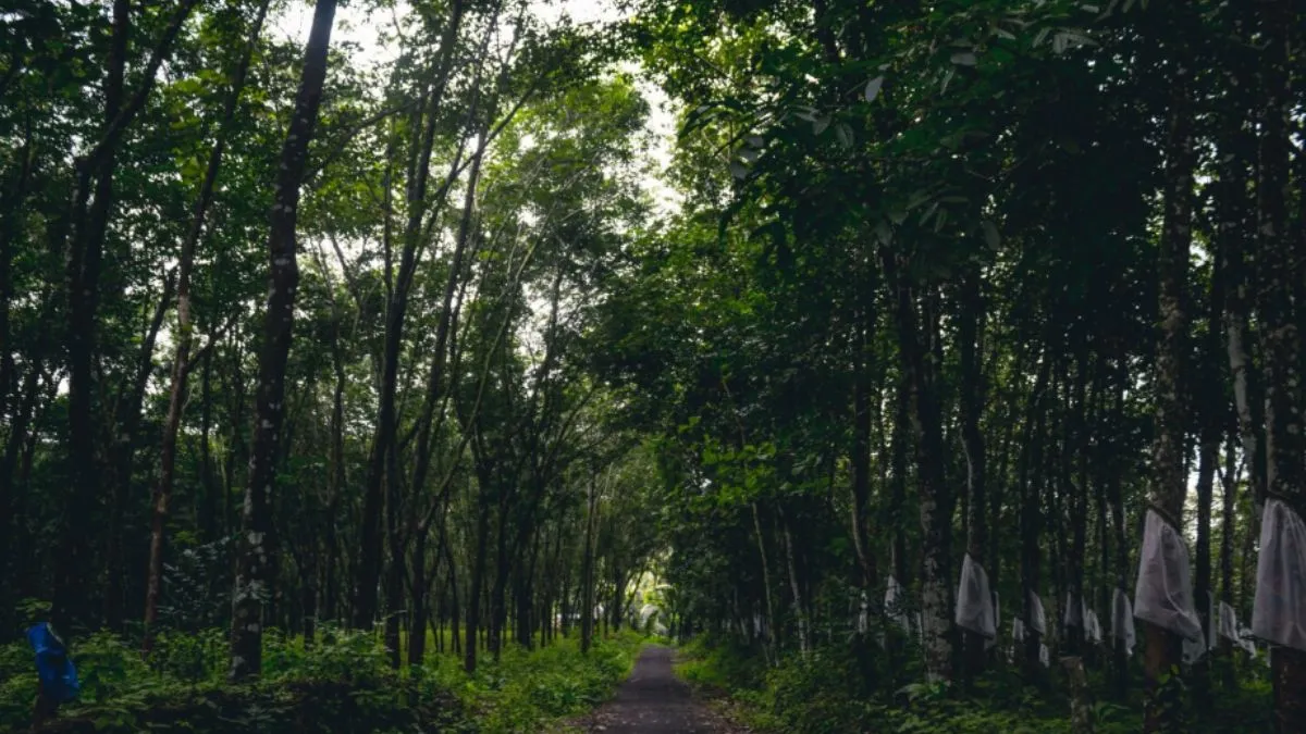 Tree - India TV Hindi