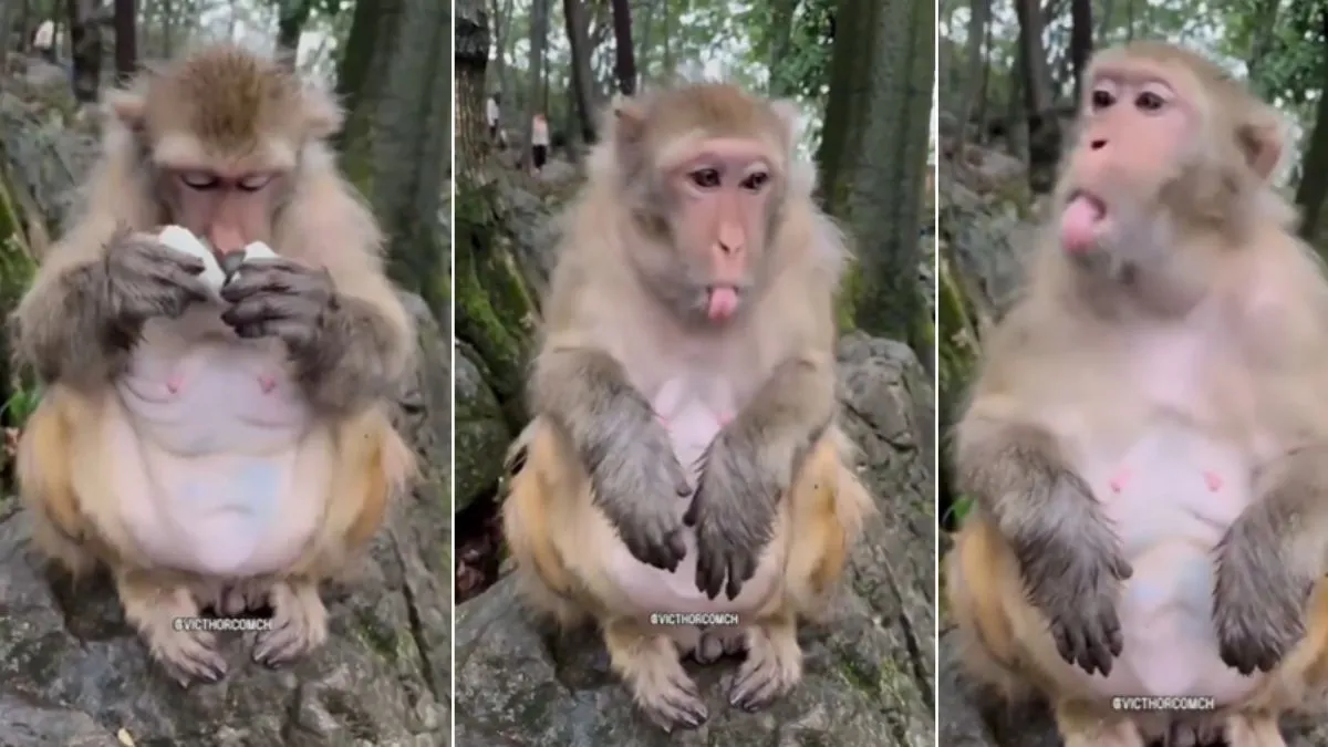 bandar ka video, bandar ka video viral, bandar ka viral video, monkey video viral, monkey viral vid- India TV Hindi
