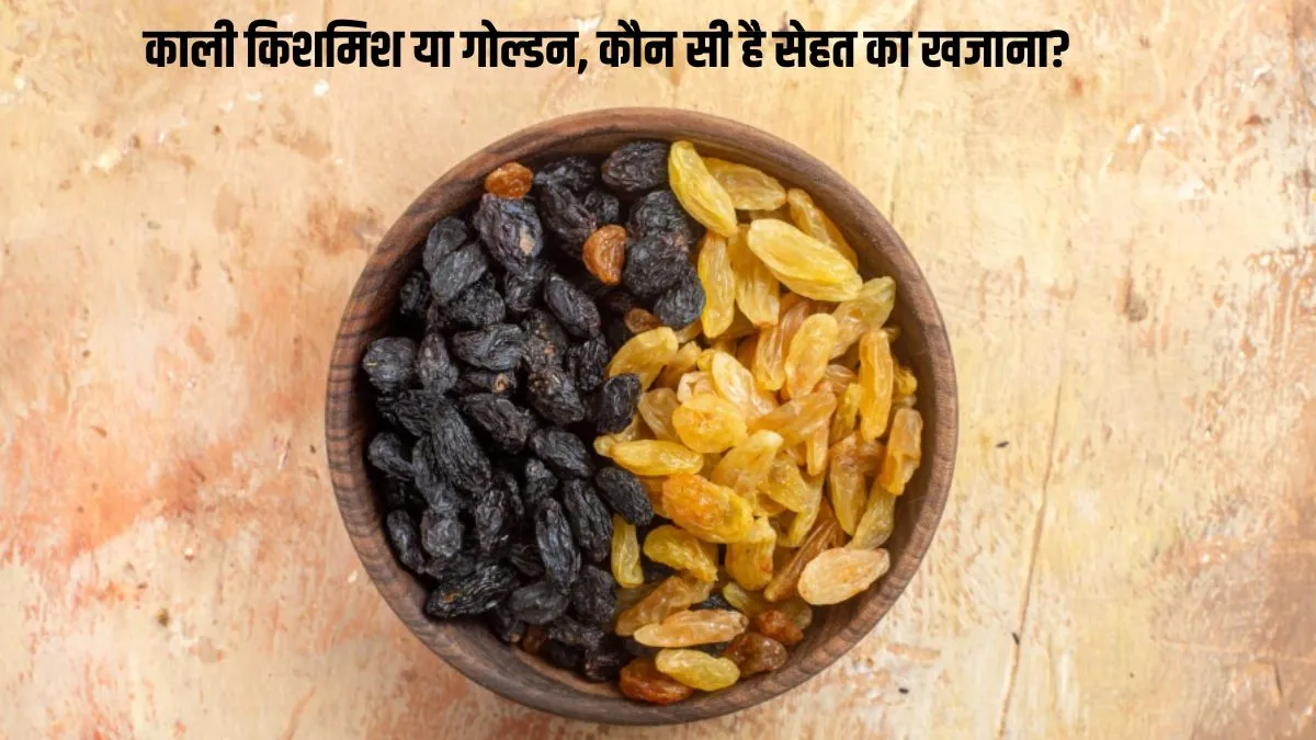 काली या गोल्डन… जानें कौन सी किशमिश है सेहत के लिए फायदेमंद