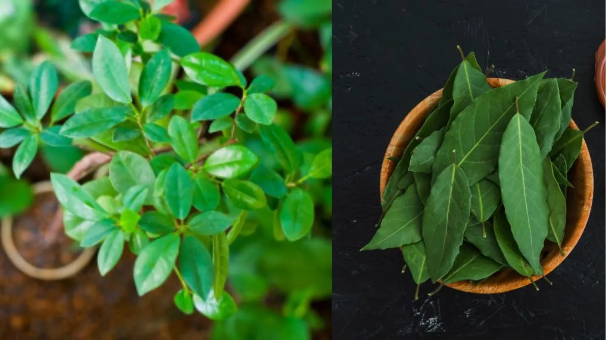 करी पत्ते के पौधे की किस तरह करें देखभाल- India TV Hindi