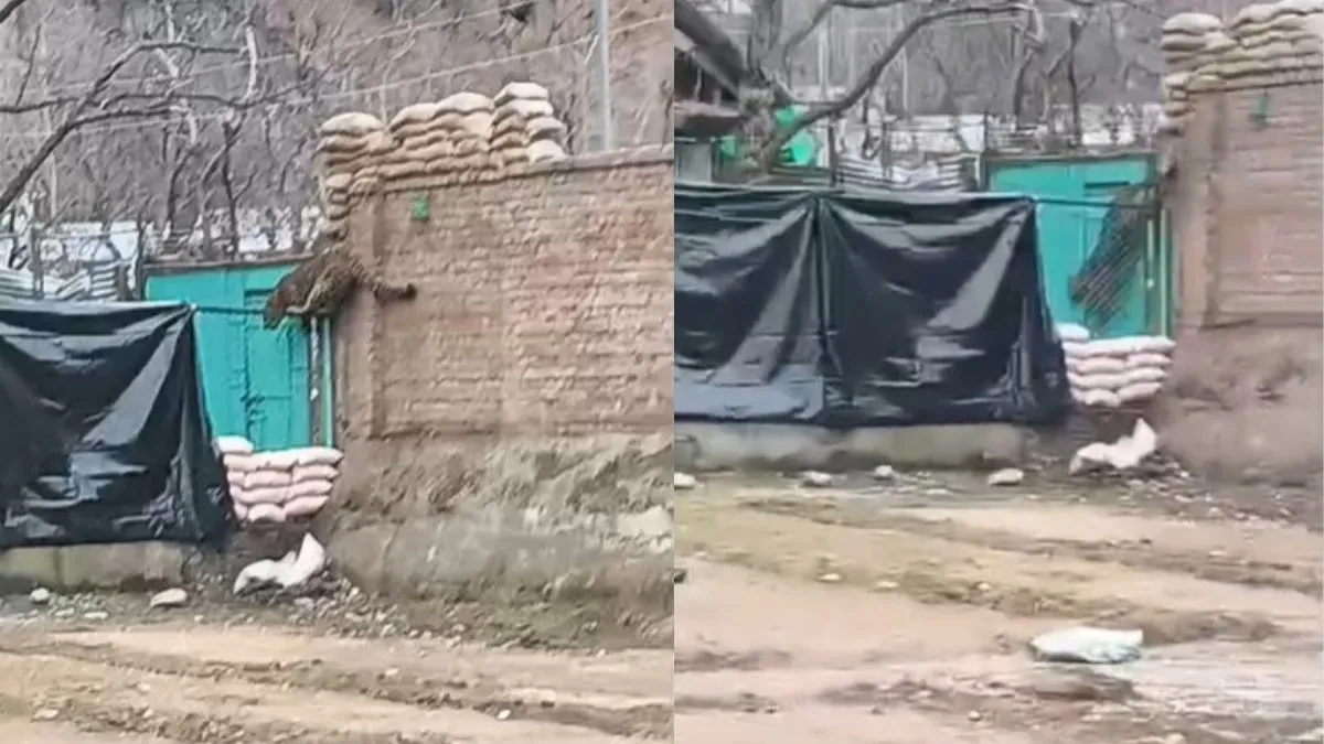 Anantnag Leopard entered CRPF camp - India TV Hindi