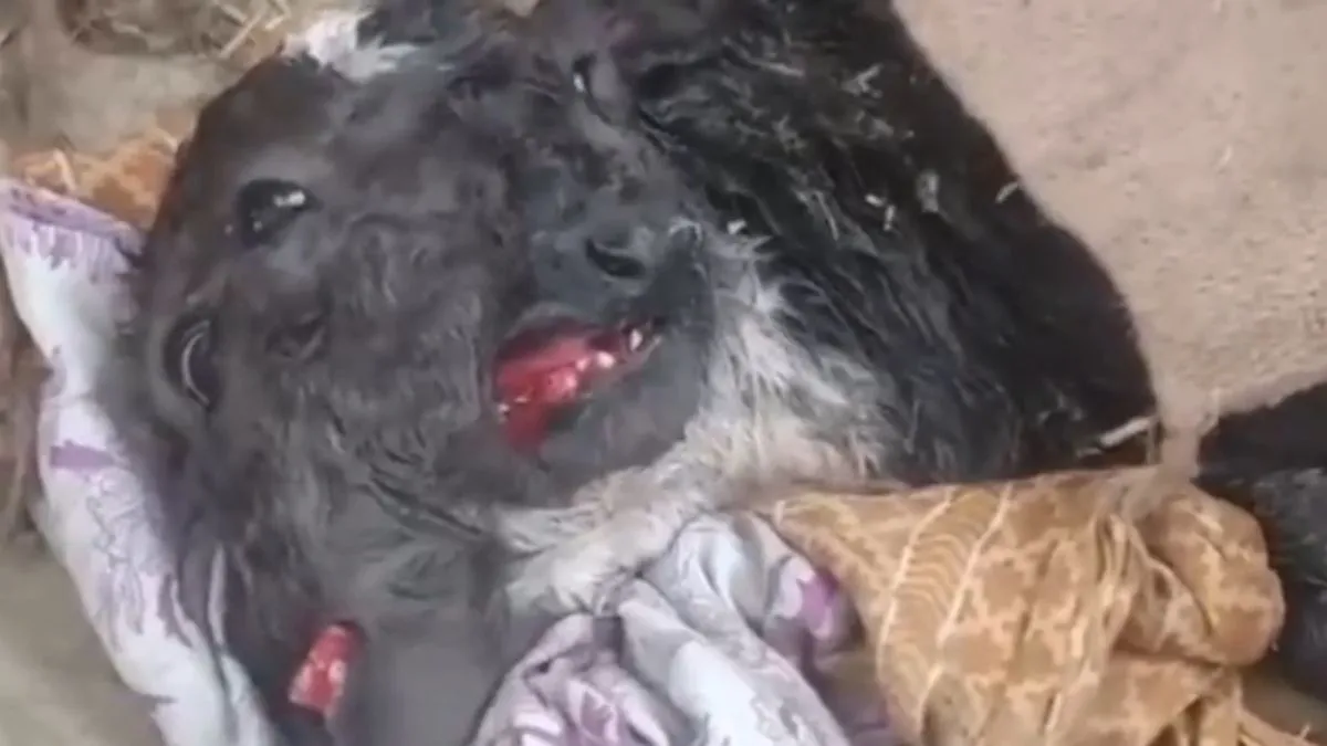 ayodhya strange calf- India TV Hindi