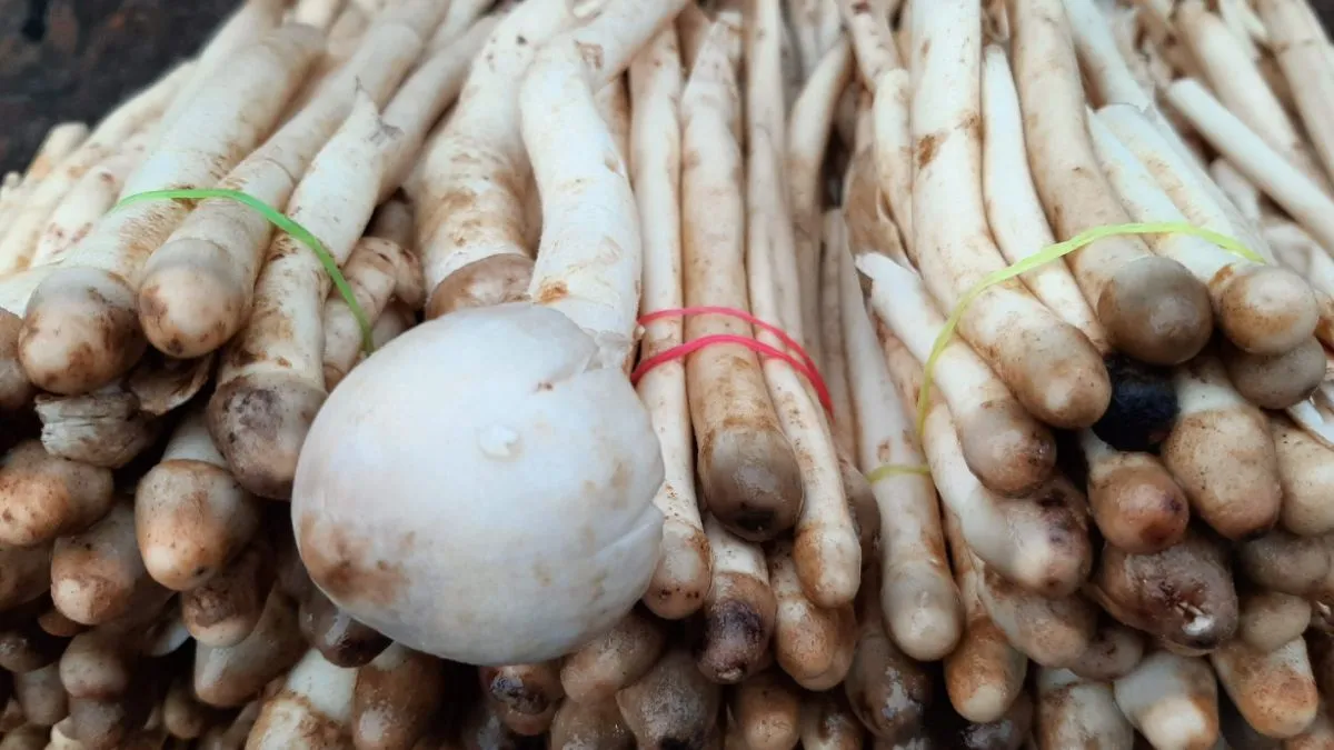 Desi Mutton Vegetable, dharti ke phool vegetable, Dharati Ke Phool, Dharti Ke Phool Price, why dhart- India TV Hindi