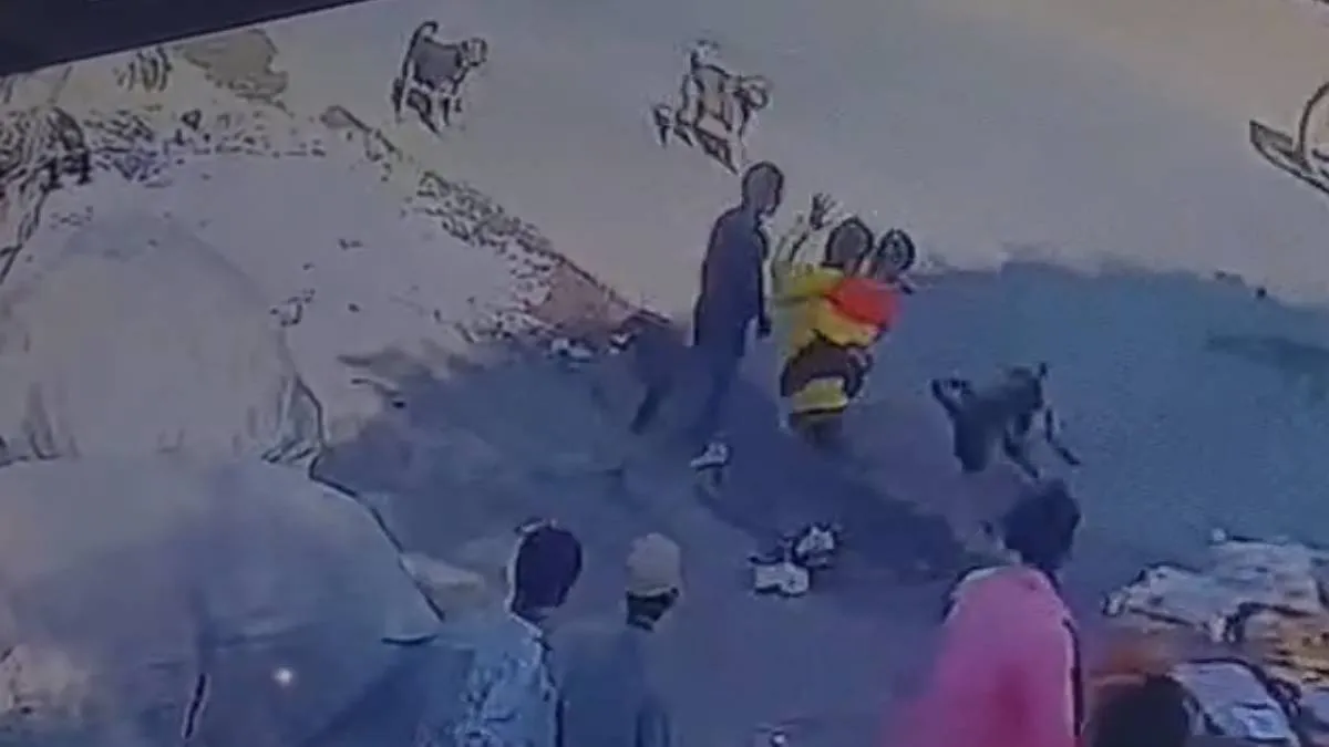 लातूर में आवारा कुत्तों का आतंक - India TV Hindi