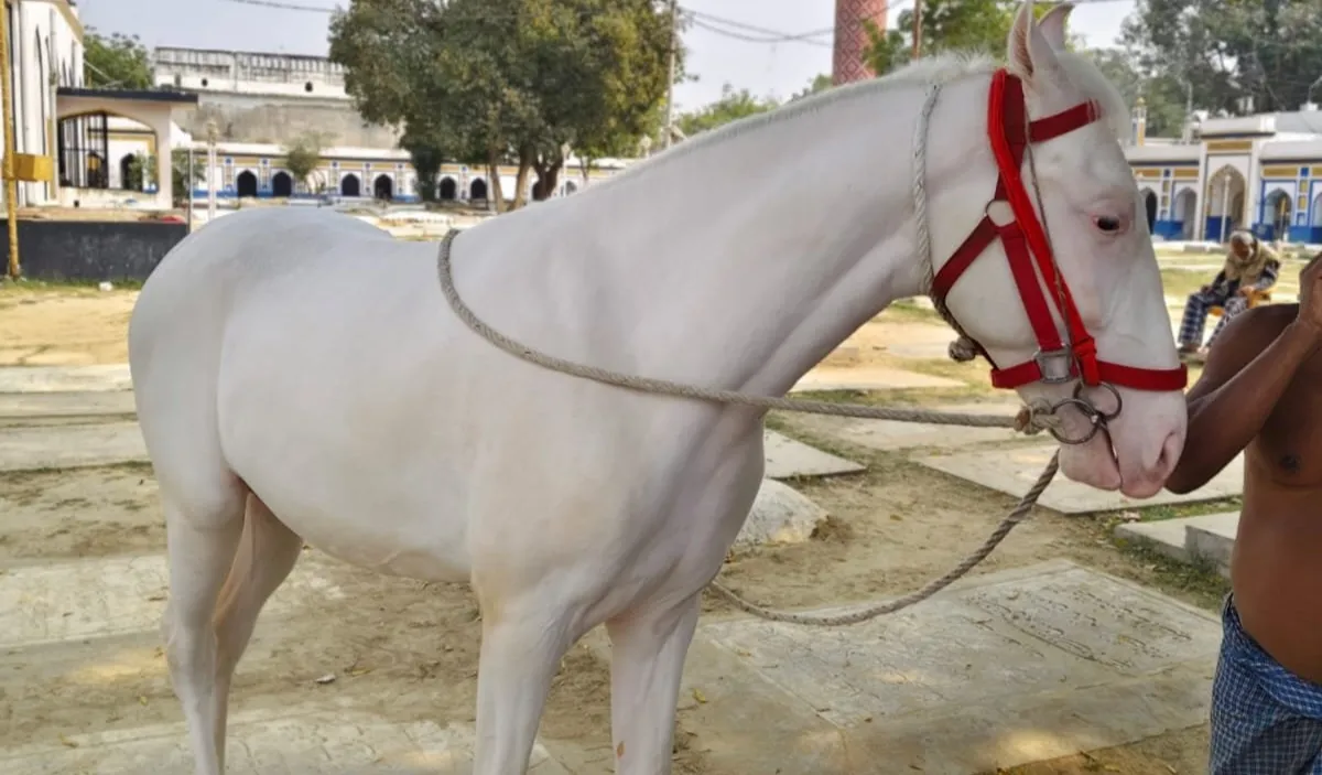 लखनऊ हॉर्स- इंडिया टीवी हिंदी