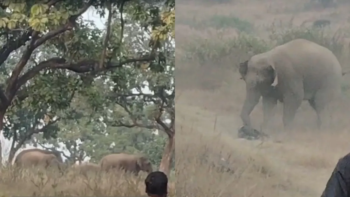 Elephant Attack- India TV Hindi