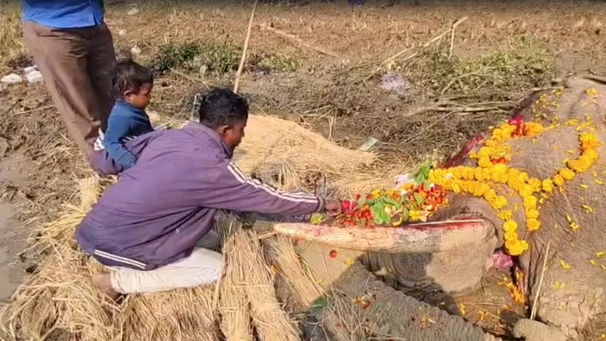 Elephant- India TV Hindi