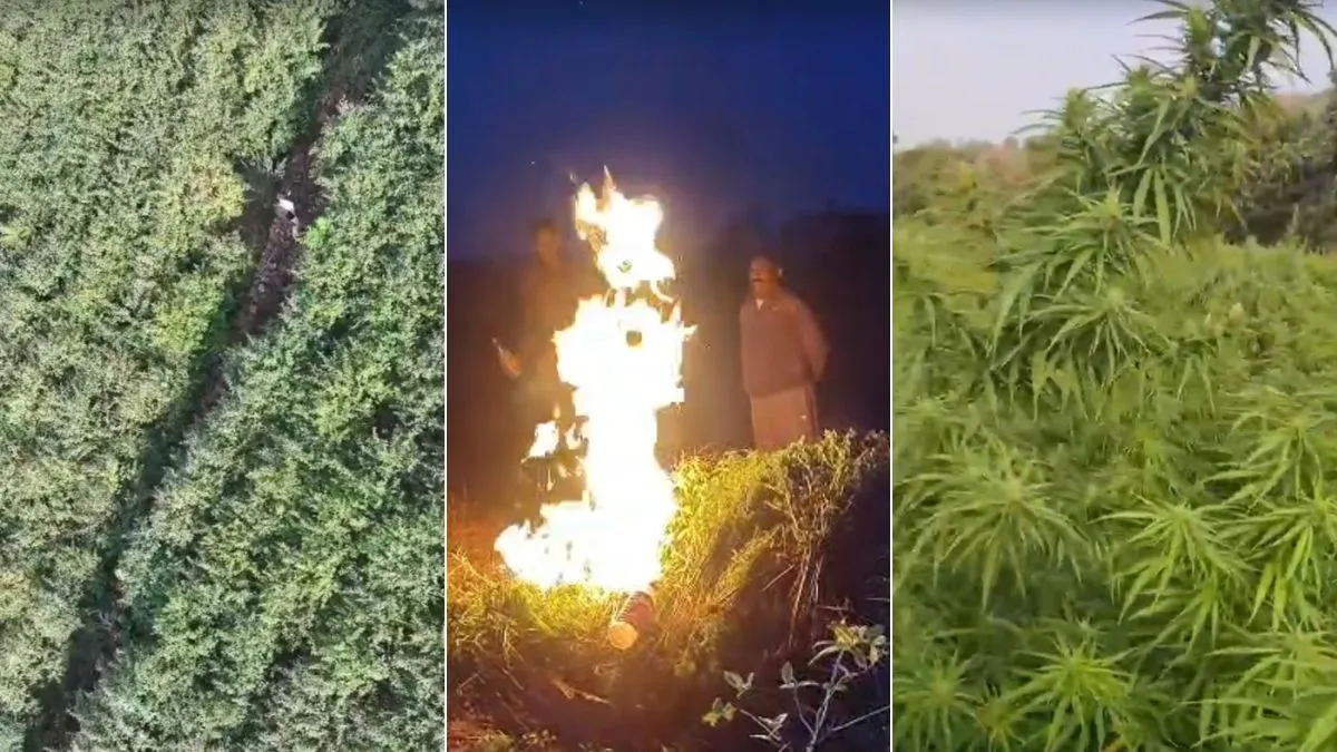 ganja ki kheti- India TV Hindi