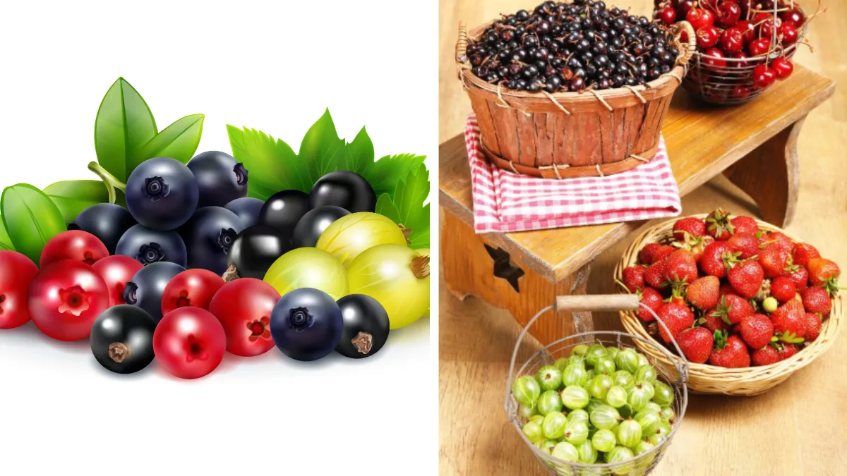 सबसे फायदेमंद इंडियन बेरीज- India TV Hindi