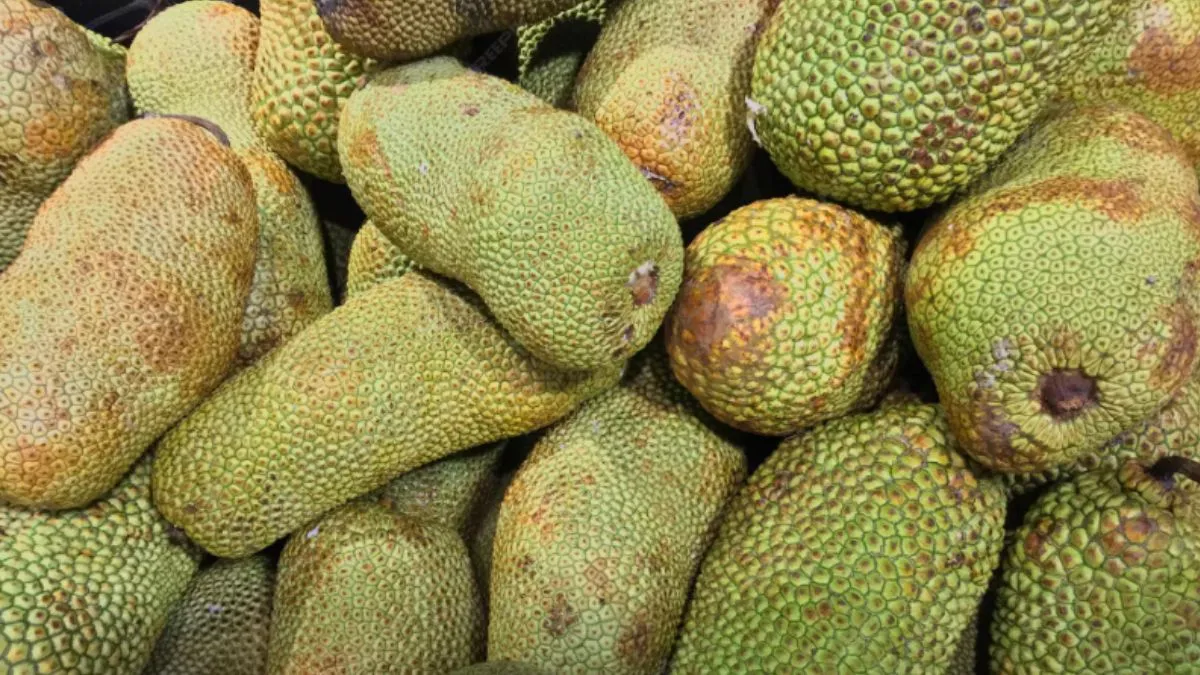 jackfruit fruit or vegetable, jackfruit benefits, Is jackfruit a fruit, Jackfruit botanical facts, J- India TV Hindi