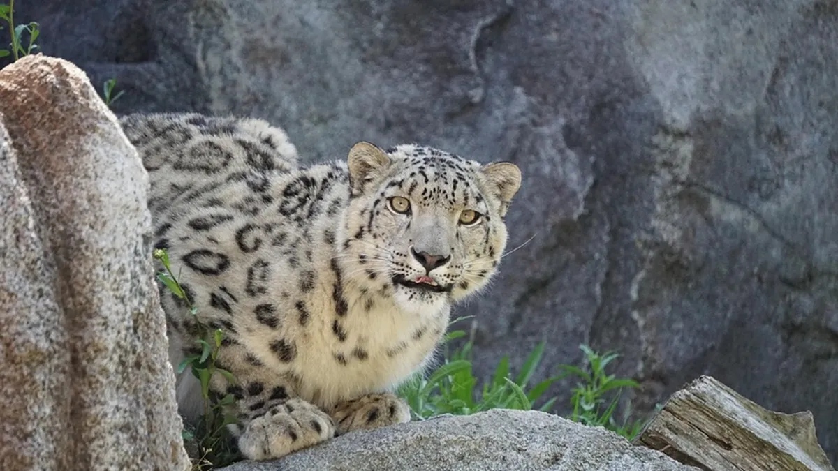 रहस्यमयी तरिके से तेंदुए की मौत, जांच में जुटी टीम