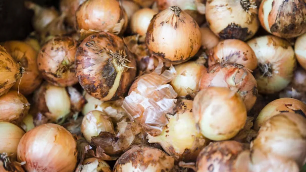 why does onions have black spots, onions black spots, onions black sports reason, onion black spot m- India TV Hindi