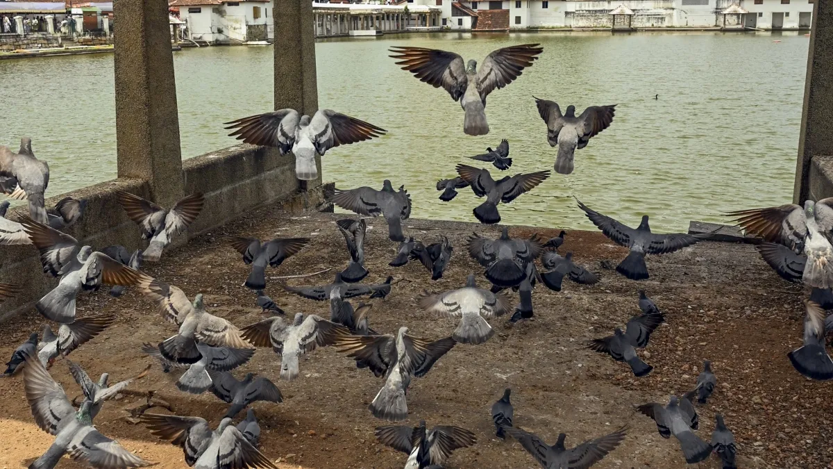 कबूतरों को खुले में दाना देने पर लगेगी रोक