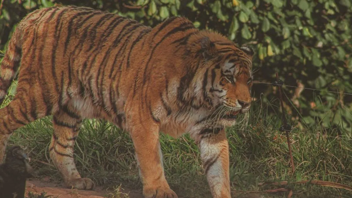 Uttarakhand tiger attack, Pauri Garhwal incident, Kalagarh Tiger Reserve- India TV Hindi