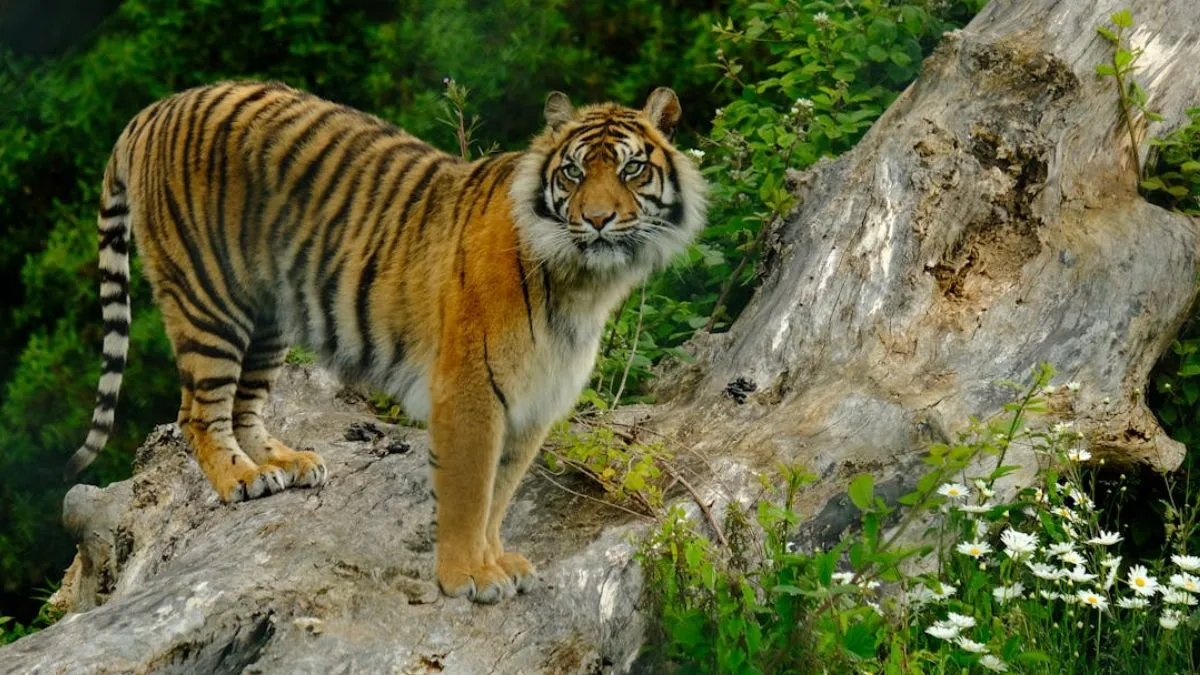 tigress airlifted- India TV Hindi