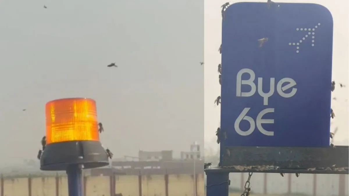 मधुमक्खियों की वजह से उड़ान प्रभावित।- India TV Hindi