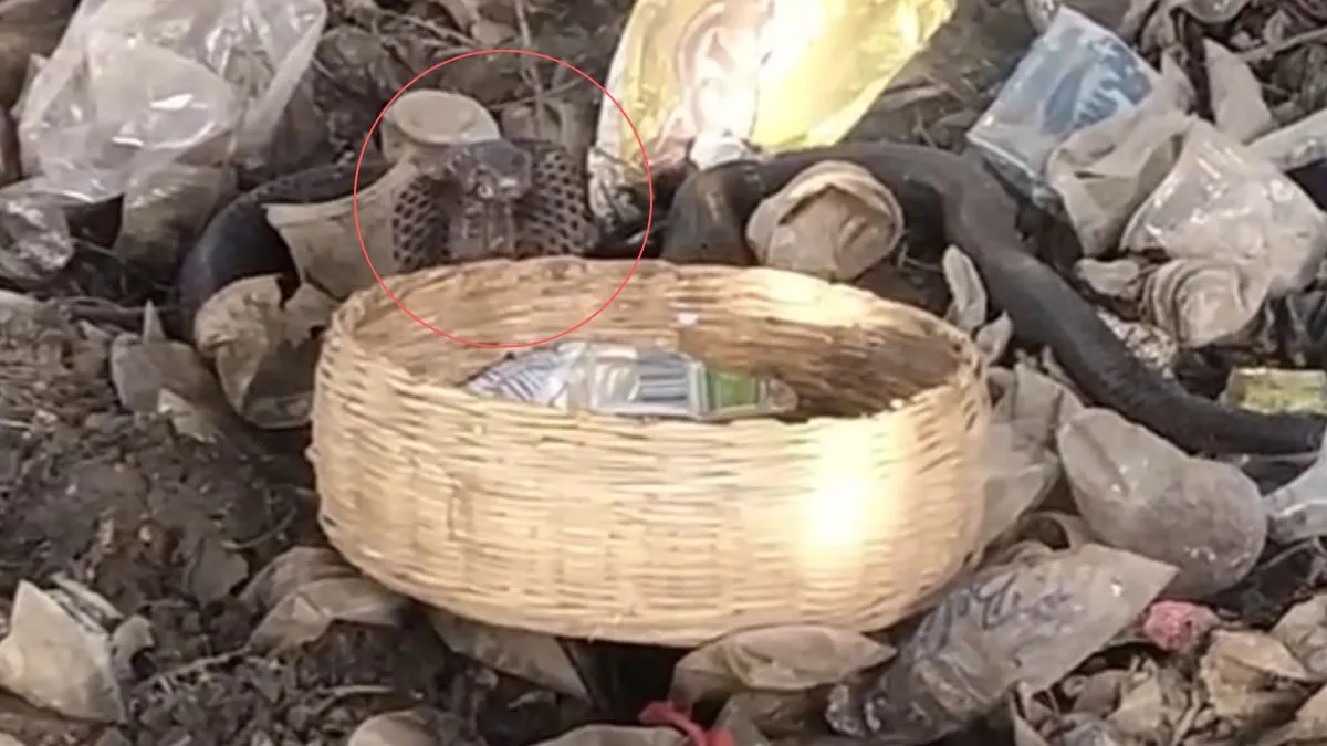 दुकान के पास कोबरा छोड़ गया सपेरा। - India TV Hindi