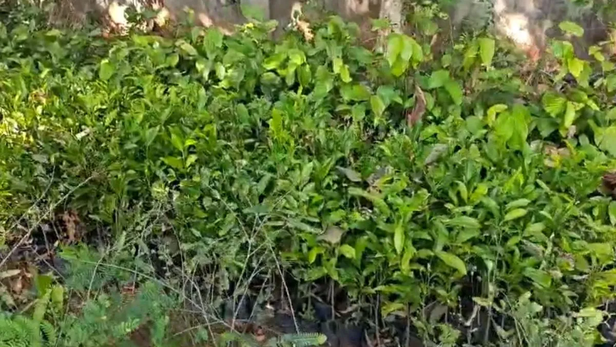 Medicinal Plant- India TV Hindi