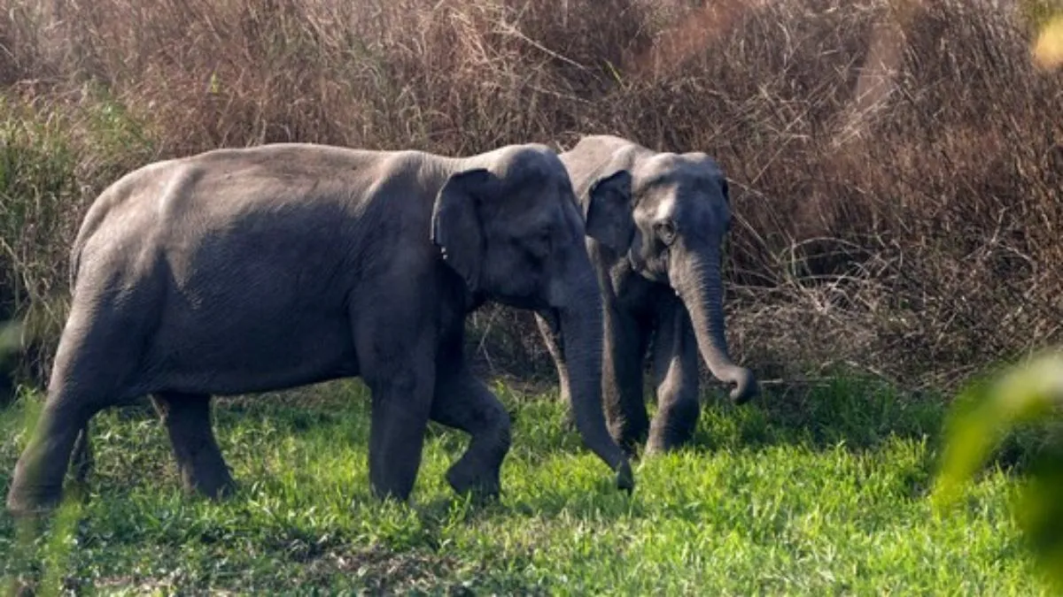 सांकेतिक तस्वीर- India TV Hindi