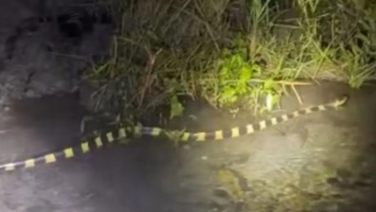 banded krait,highly venomous snake,India,night patrol,snake,IFS officer Parveen Kaswan, viral video- India TV Hindi