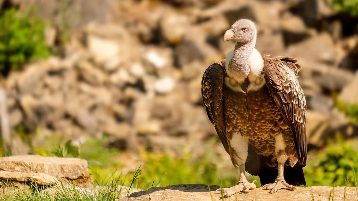 Vulture conservation, Jharkhand vulture breeding center- India TV Hindi