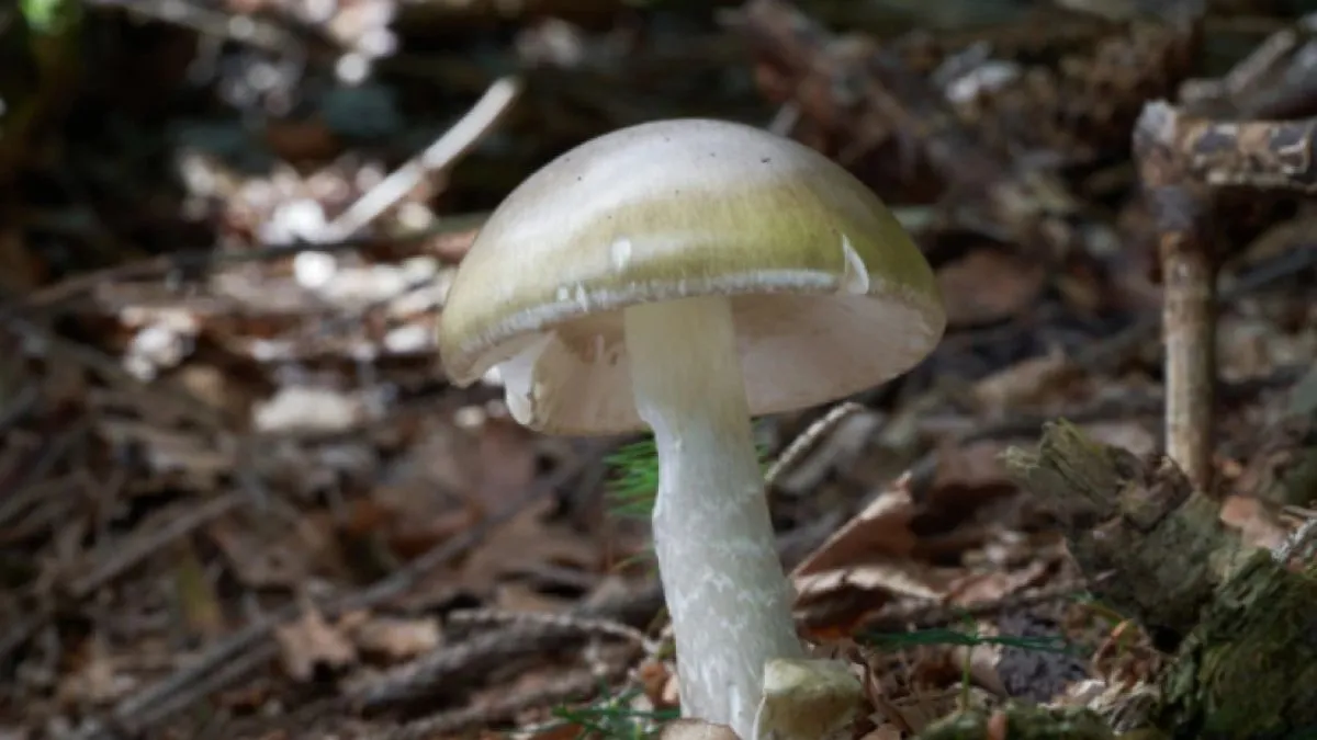 जंगली मशरूम (फाइल फोटो)- India TV Hindi