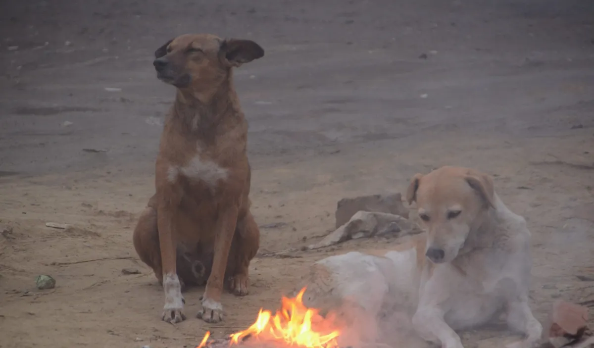 dog- India TV Hindi