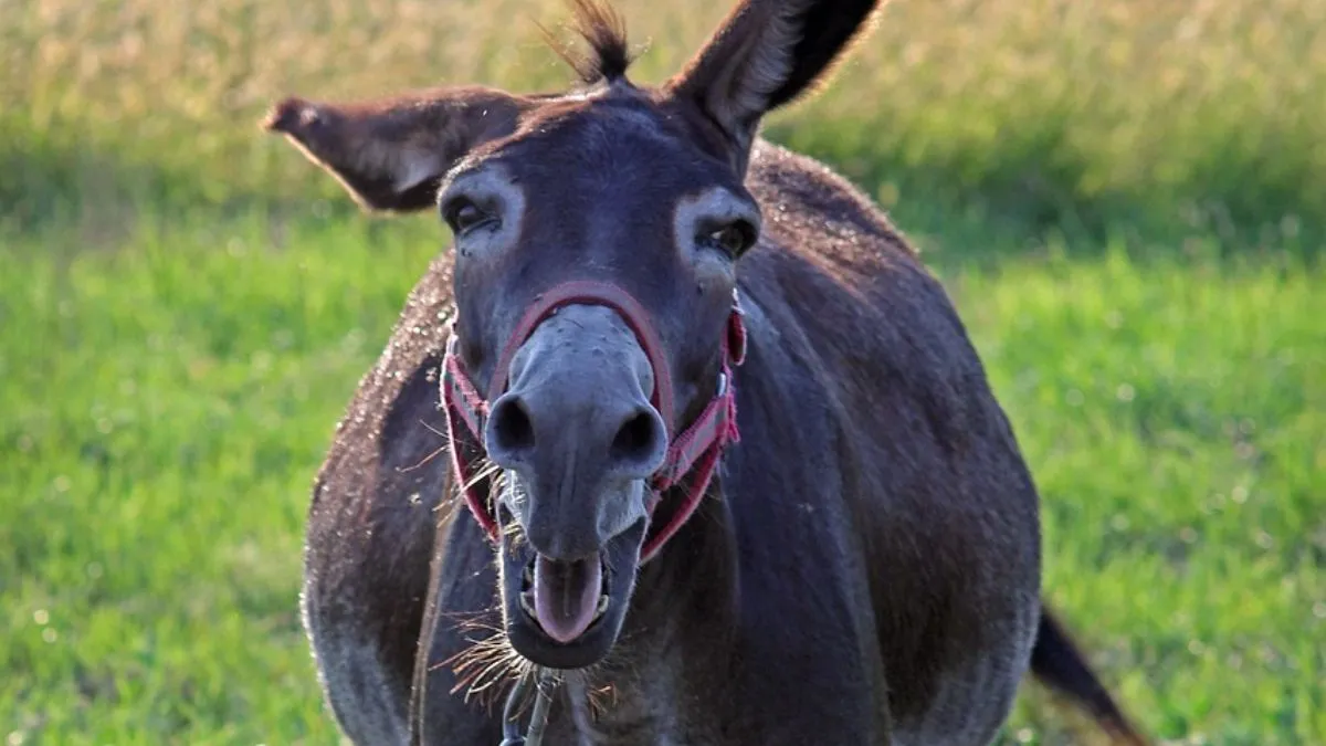 world smallest donkey, KneeHi donkey, Guinness World Records donkey- India TV Hindi