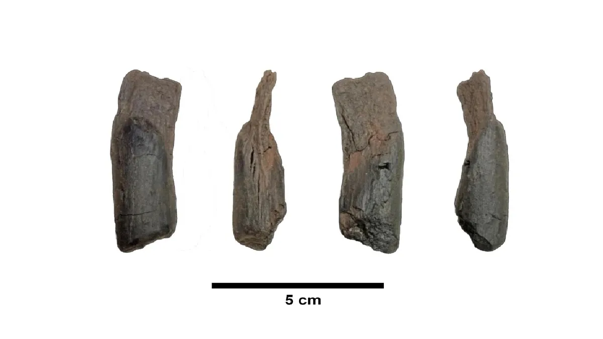 Greece Oldest Wooden Tools- India TV Hindi