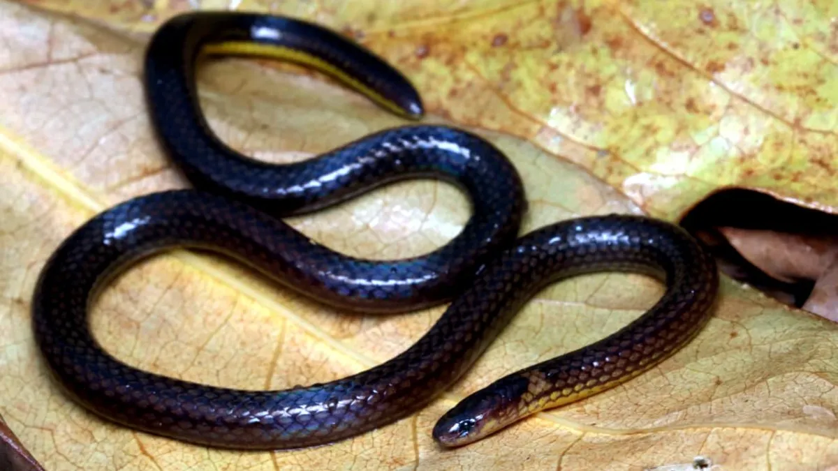 new species of reed snake- India TV Hindi