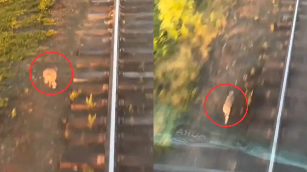 वायरल वीडियो का स्क्रीनशॉट- इंडिया टीवी हिंदी