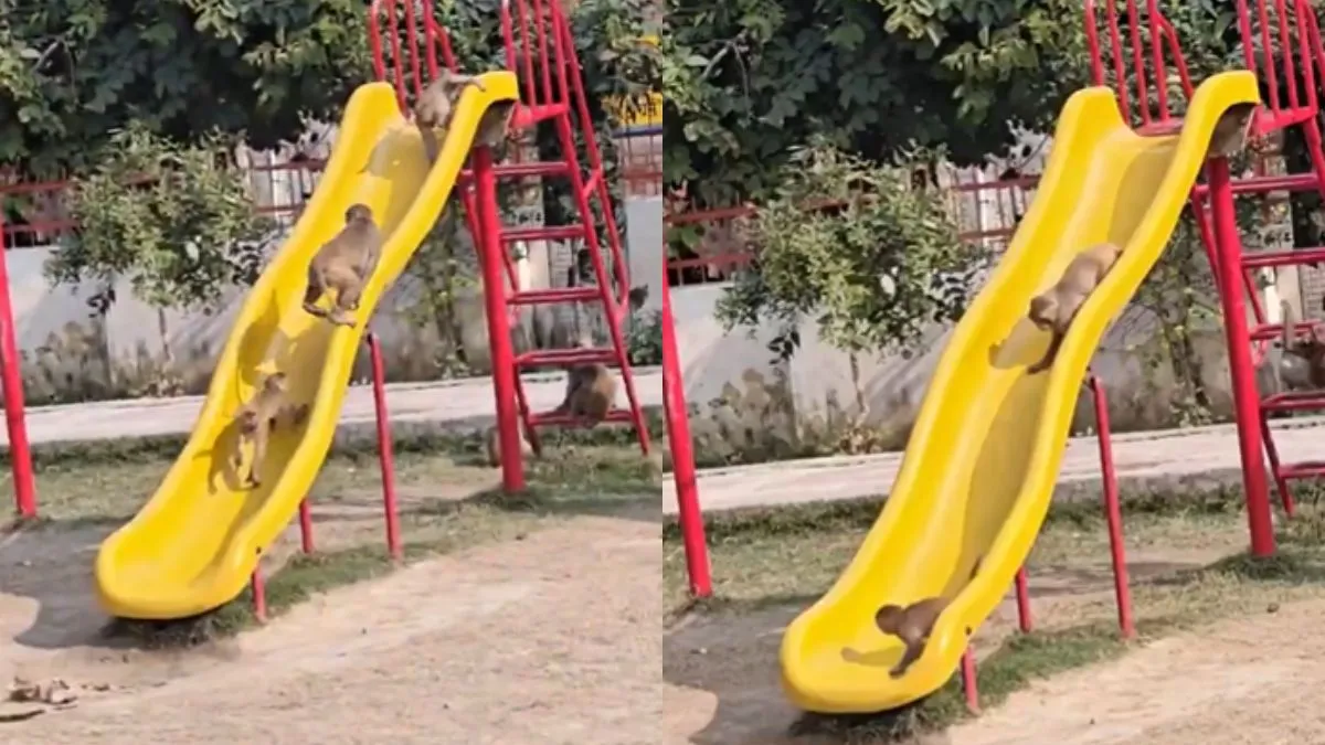 वायरल वीडियो का स्क्रीनशॉट- India TV Hindi