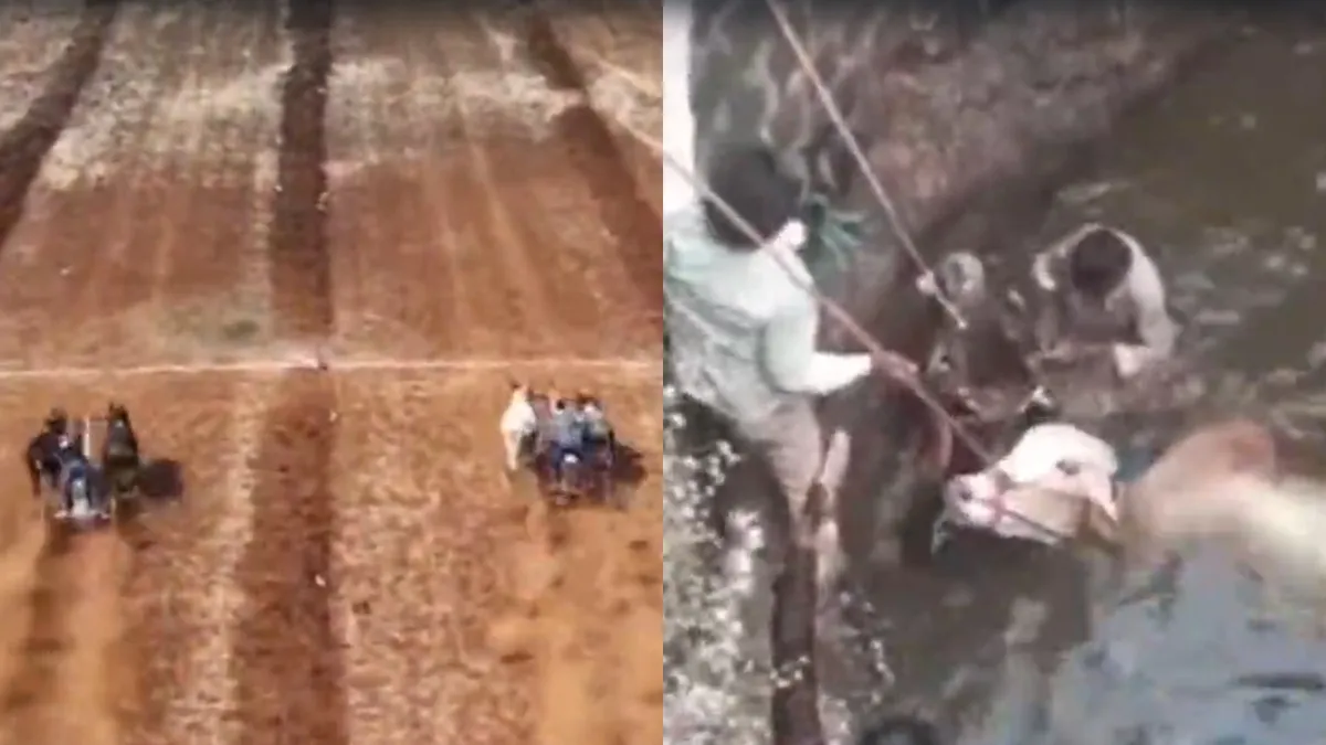 Bullock kart Accident- India TV Hindi